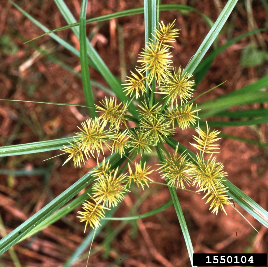 Cyperus esculentus