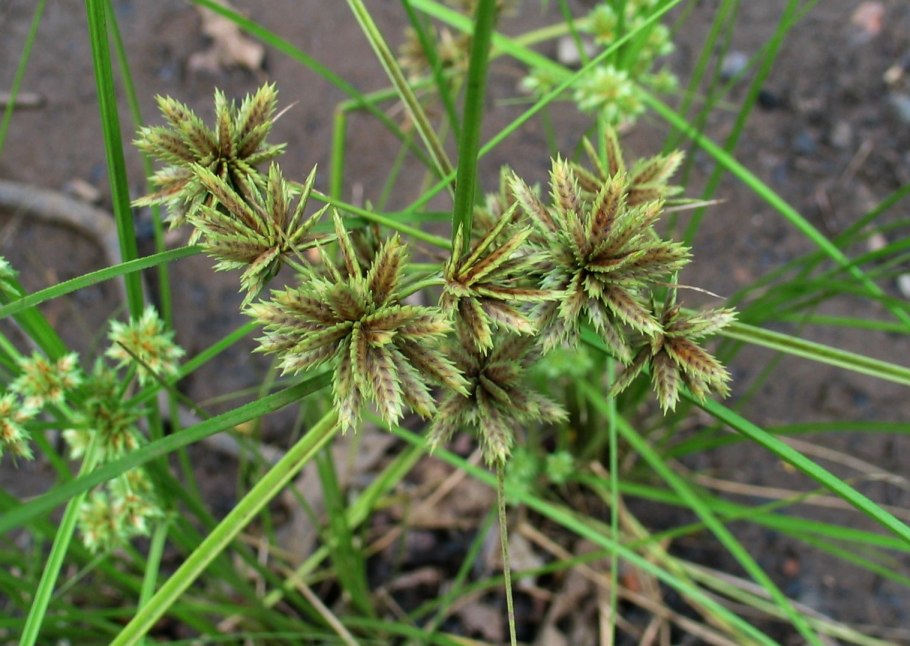 Cyperus eragrostis