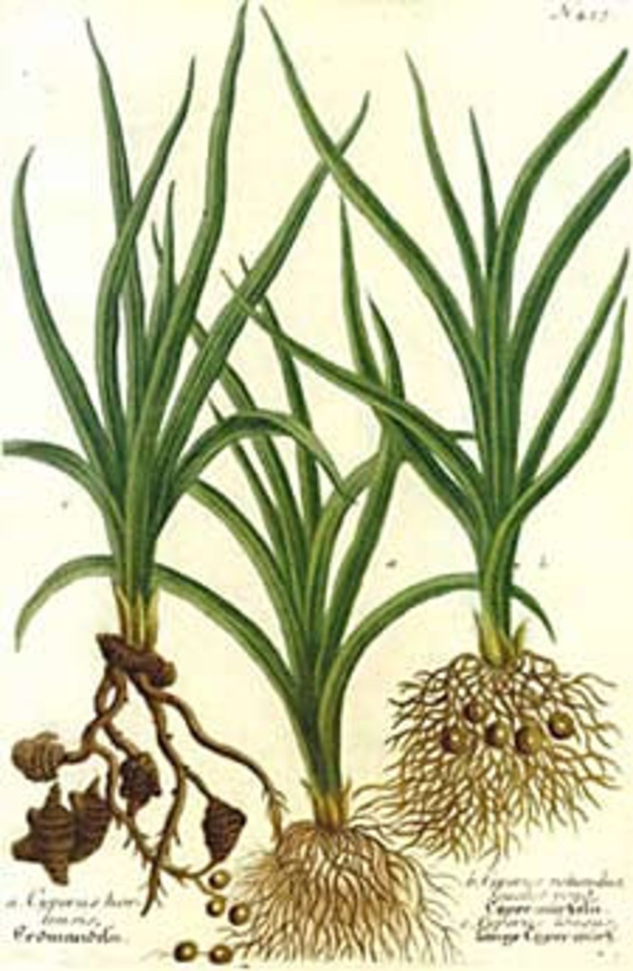 Cyperus scariosus