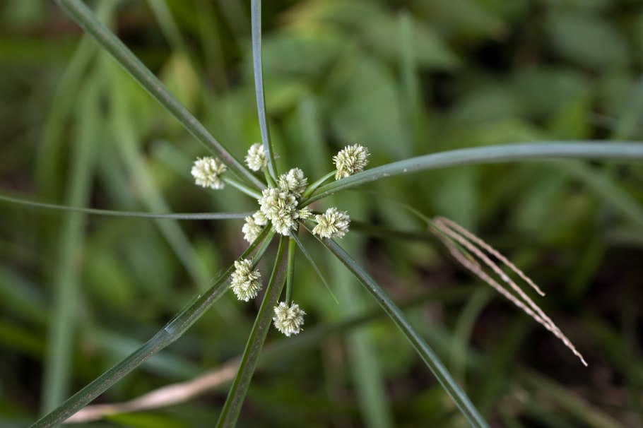 Cyperus luzulae