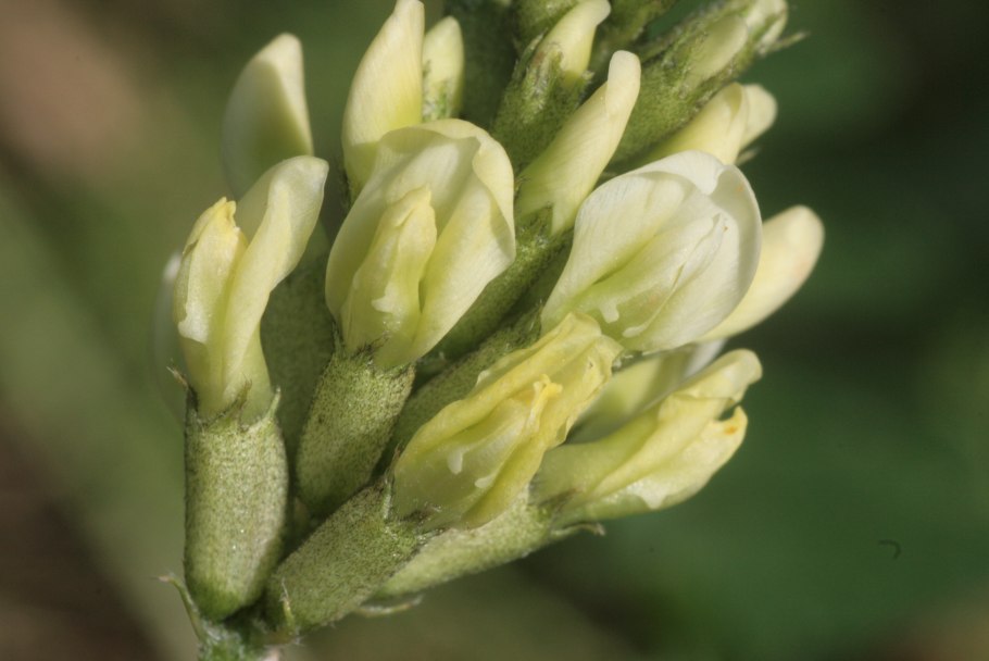 Астрагал cicer