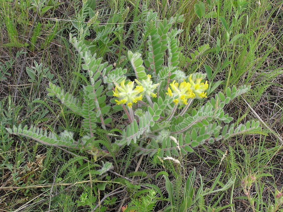 Астрагал лекарственный