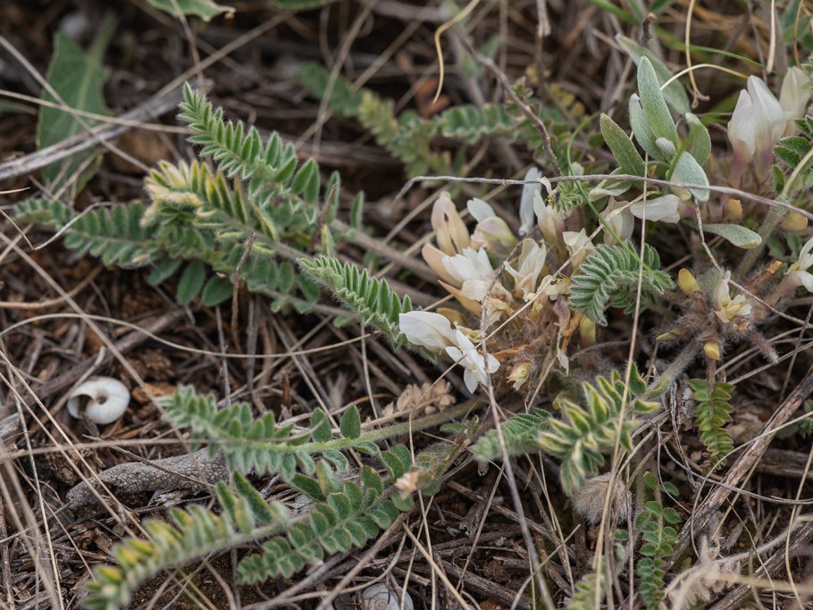 Astragalus testiculatus