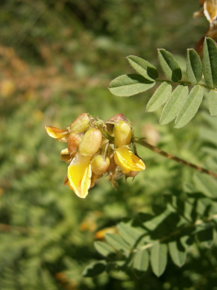 Astragalus penduliflorus