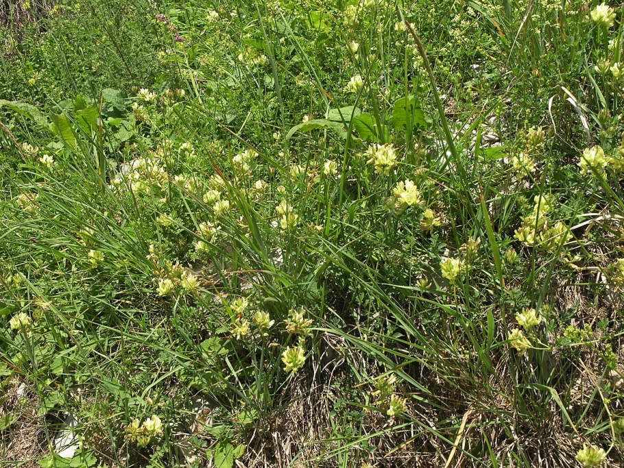 Астрагал узколистный