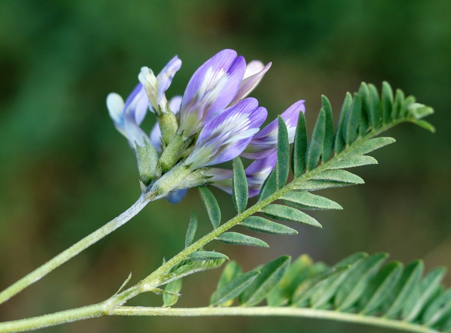 Astragalus penduliflorus