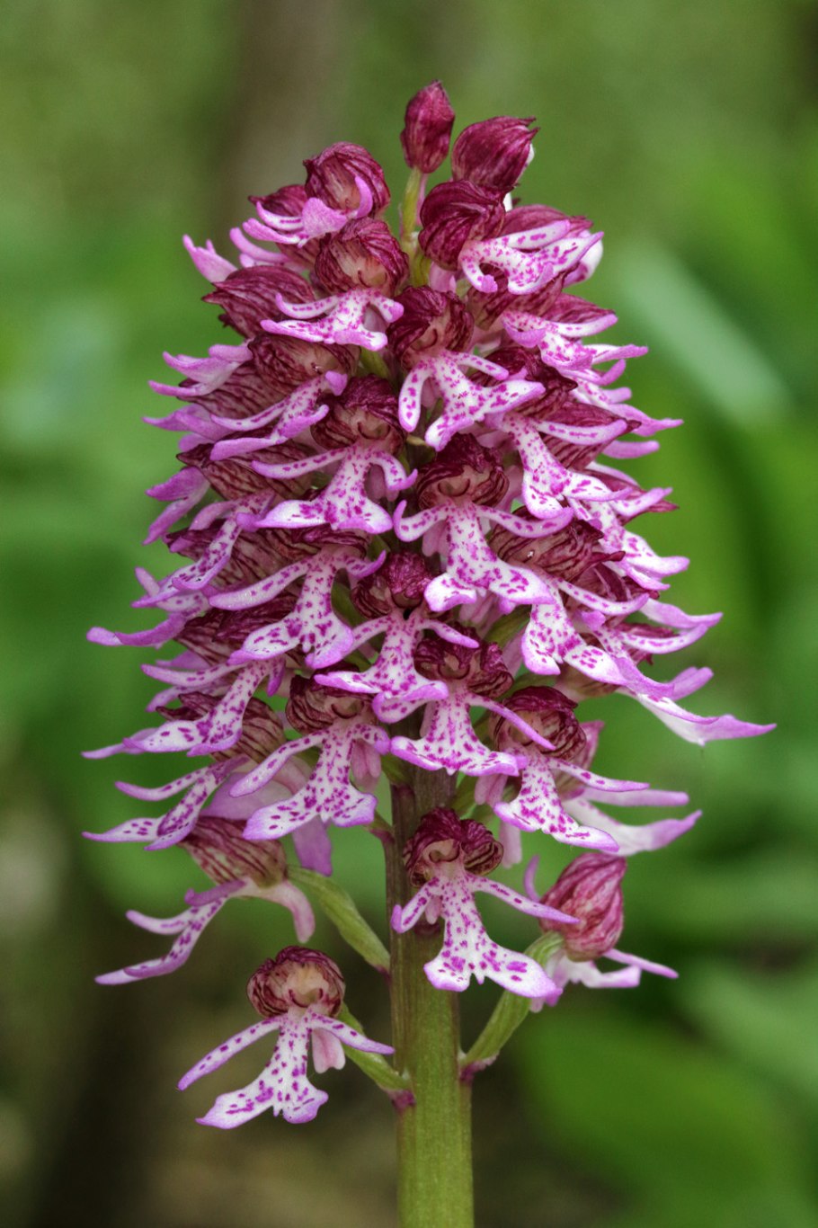 Orchis purpurea