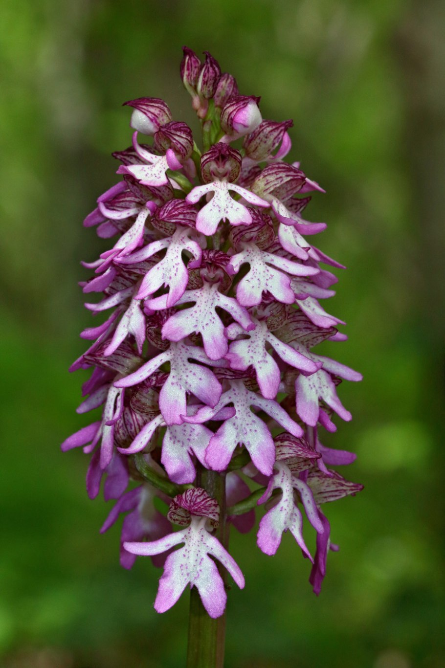 Ятрышник кавказский