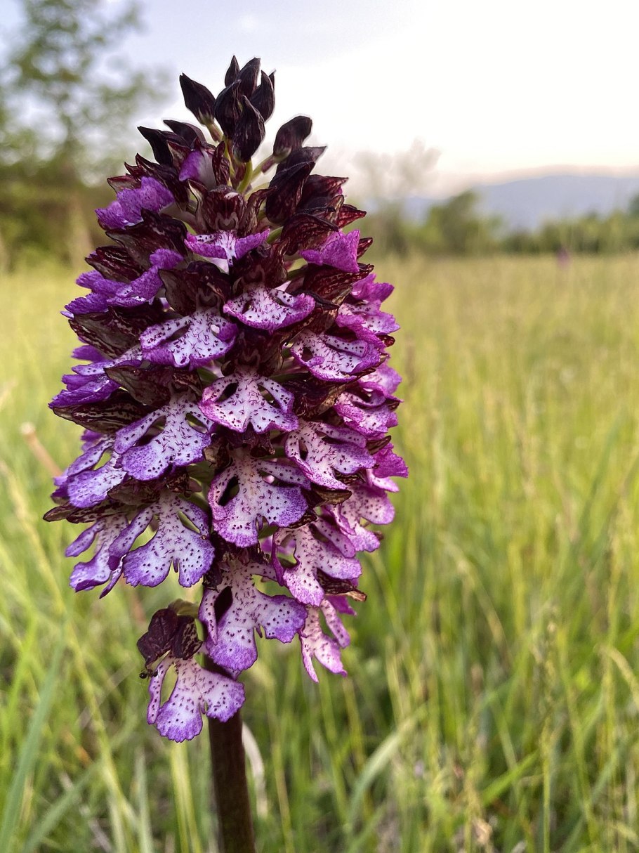 Orchis purpurea