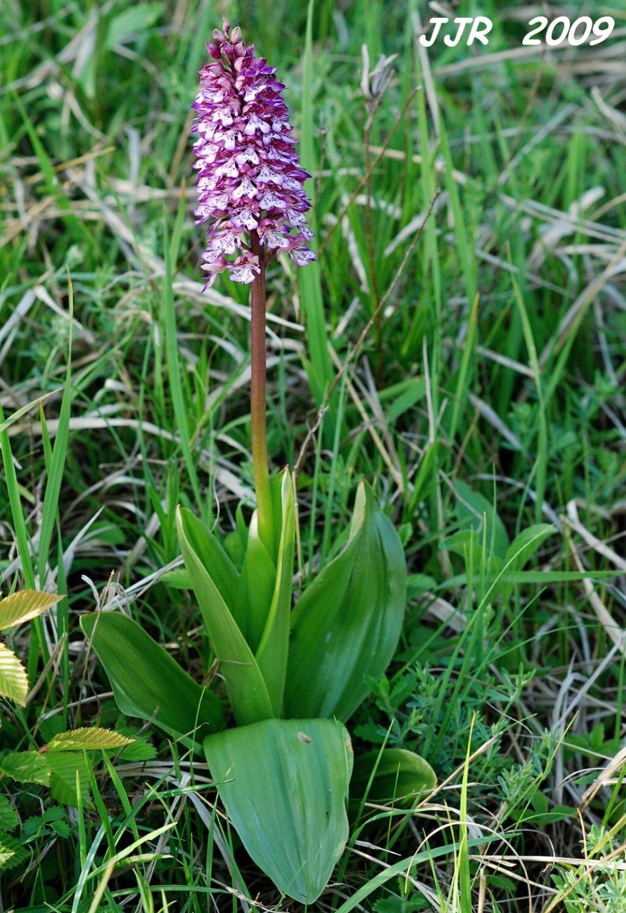 Кавказский женьшень ятрышник