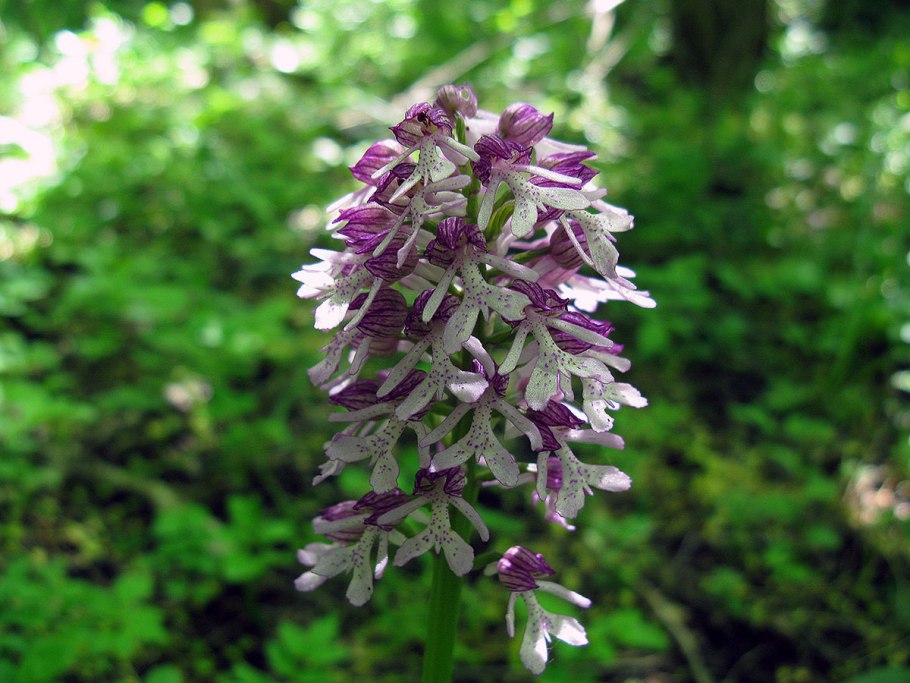 Ятрышник кавказский