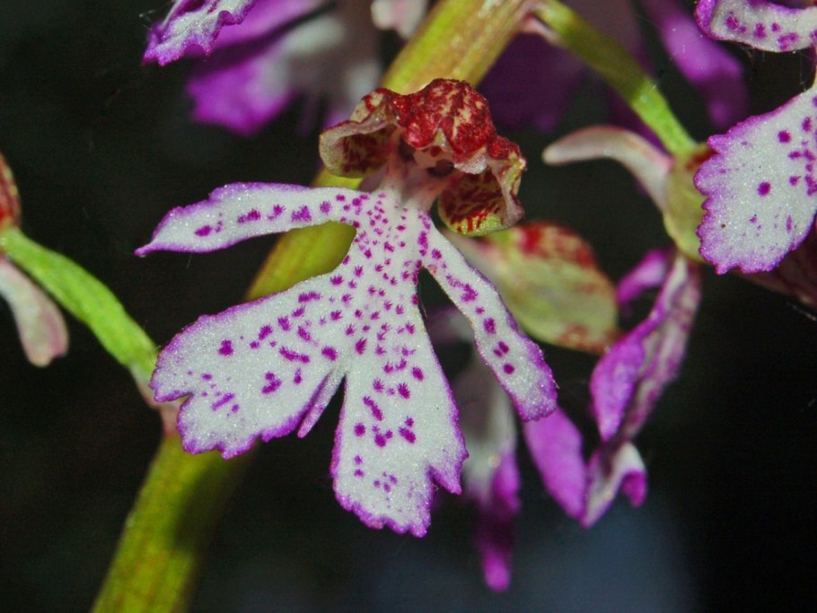 Ятрышник мужской Orchis mascula