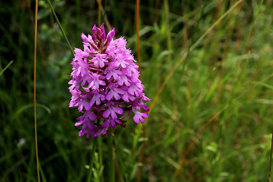 Anacamptis pyramidalis
