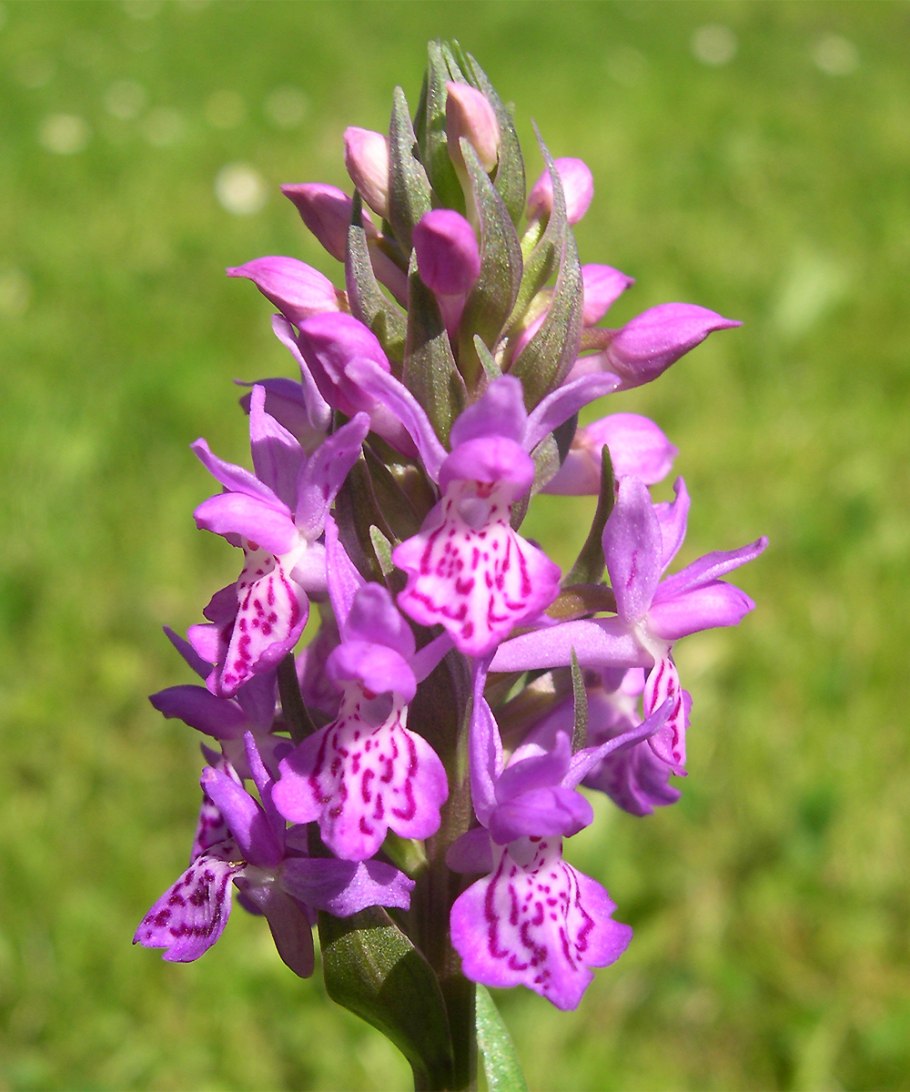 Orchis ustulata