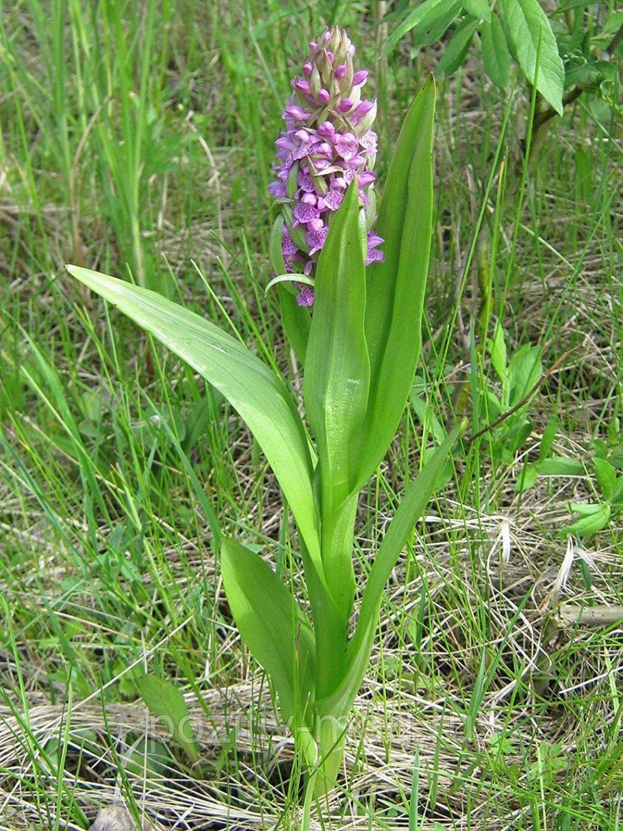 Ятрышник пурпурный Крымский