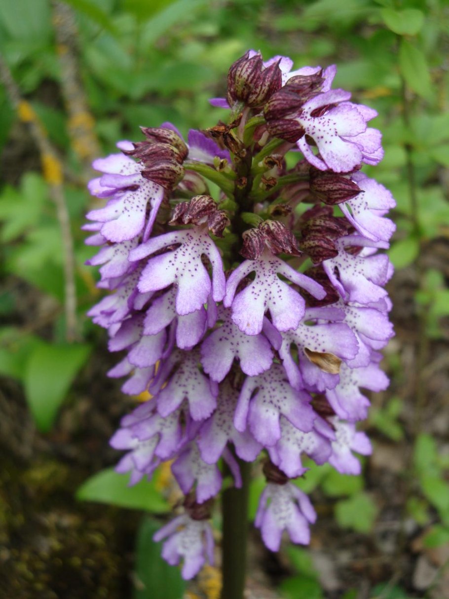 Пальчатокоренник Майский