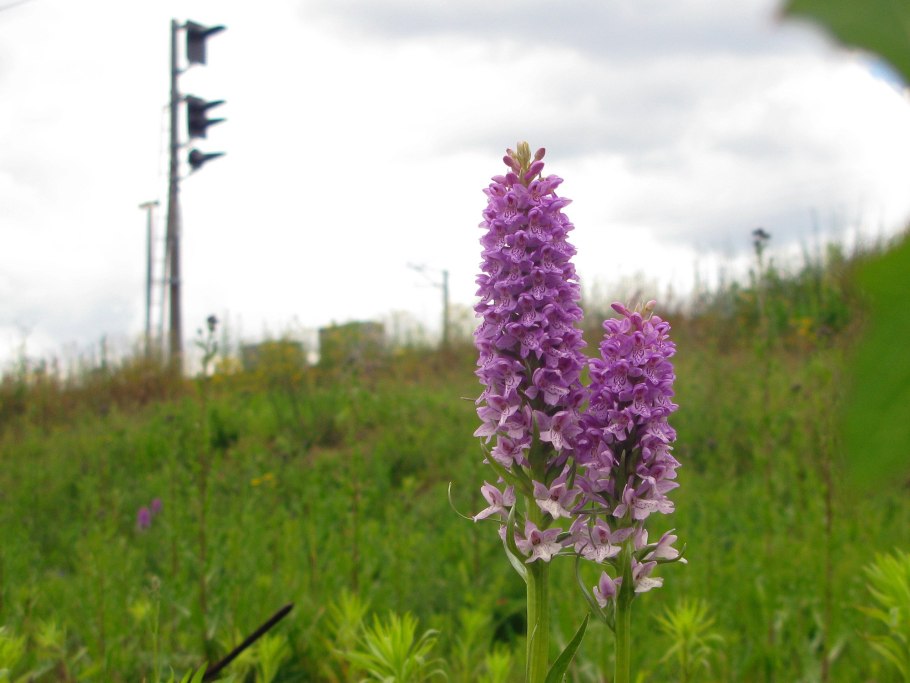 Ятрышник пурпурный Крымский