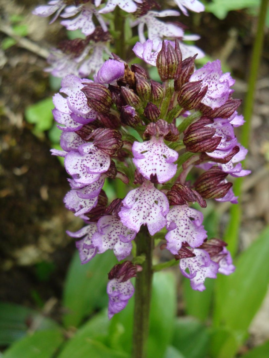 Анакамптис Дремлик кавказский.