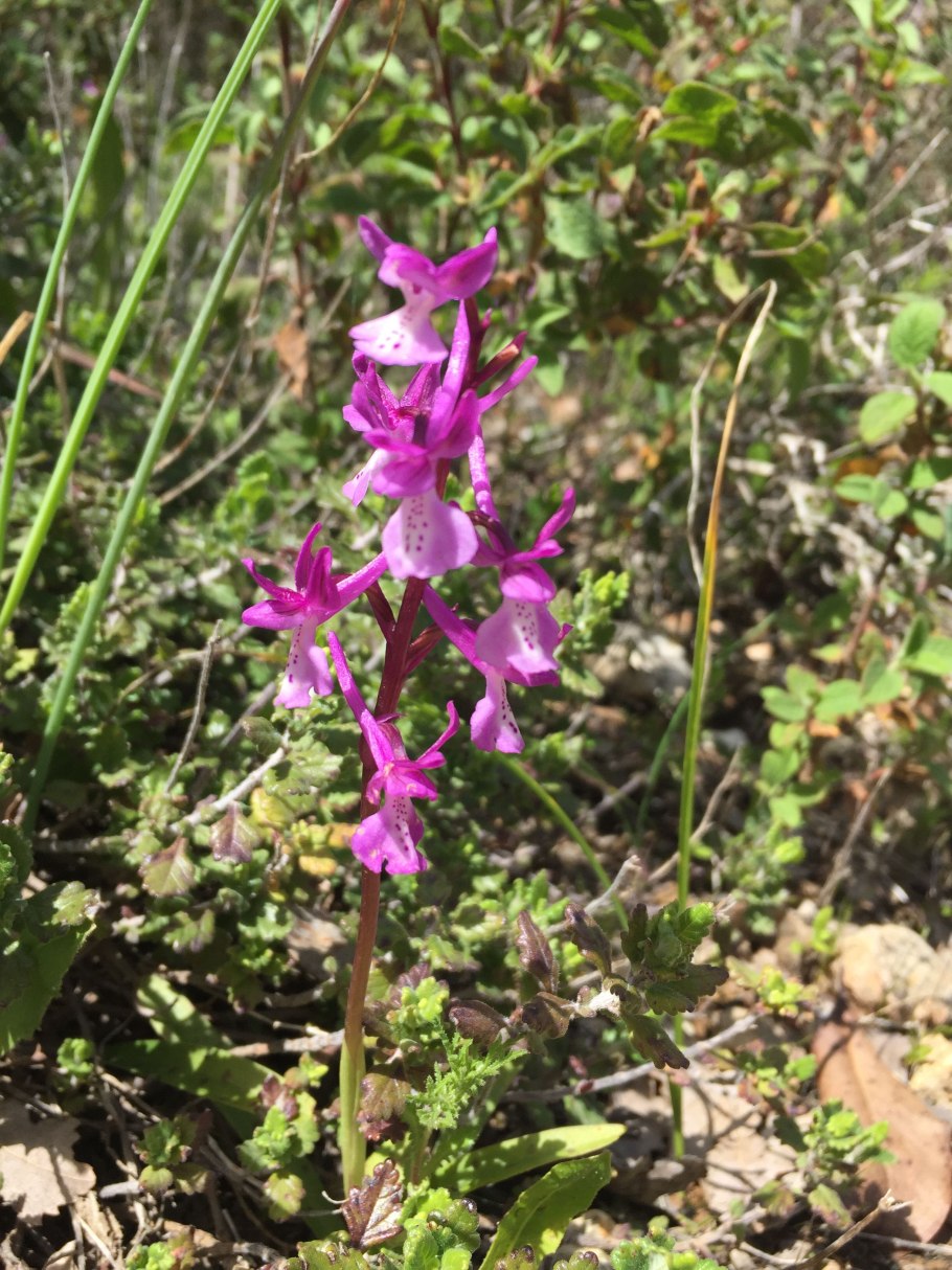 Дикая орхидея ятрышник