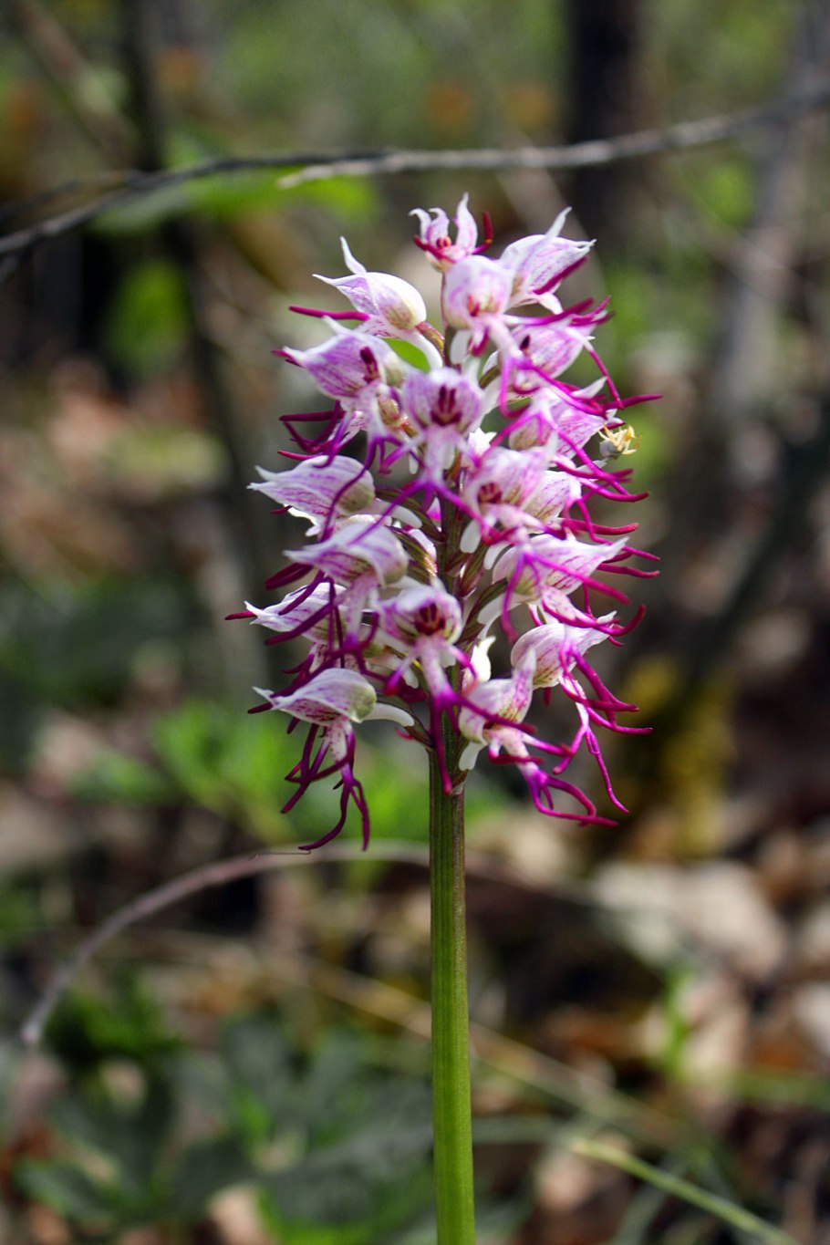 Orchidaceae, Tohumlari