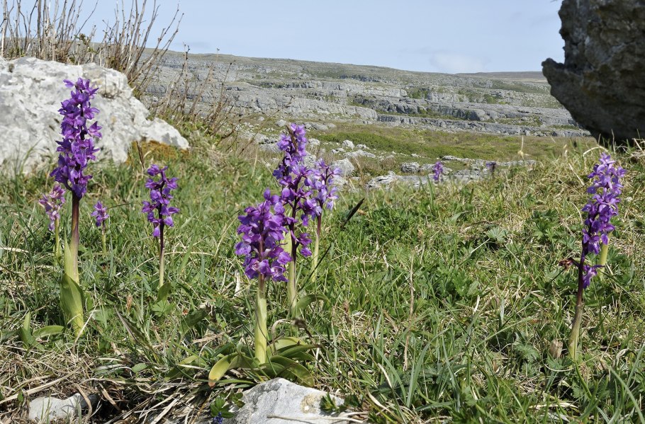 Orchis mascula