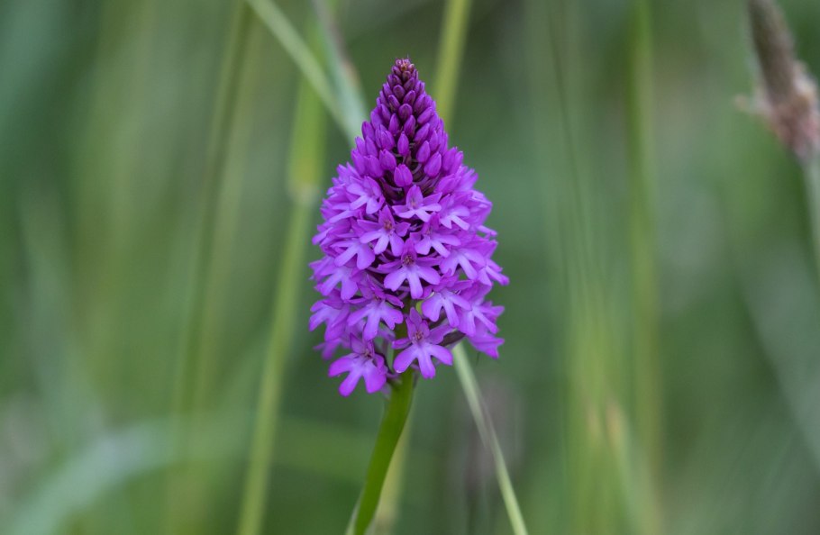 Ятрышник соцветие