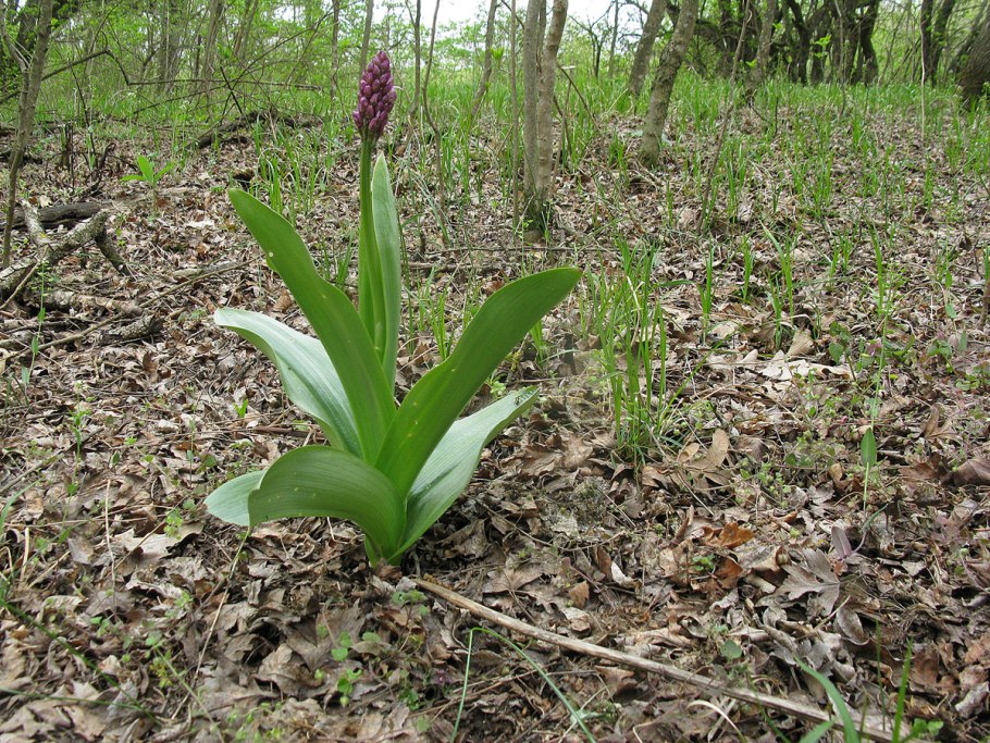 Фотоводеного ореха подснежников и ятрышника