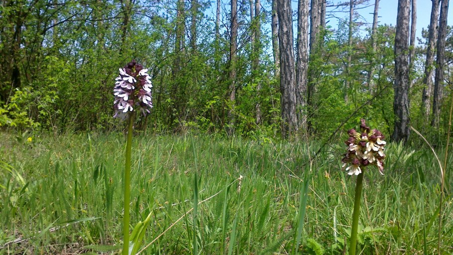 Пурпурный ятрышник в Великобритании