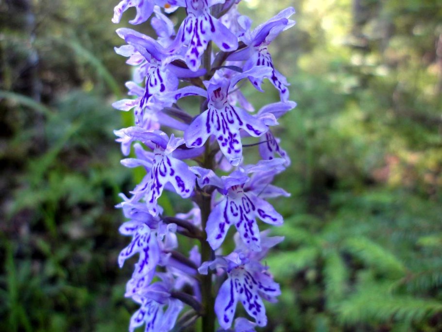 Ятрышник прованский