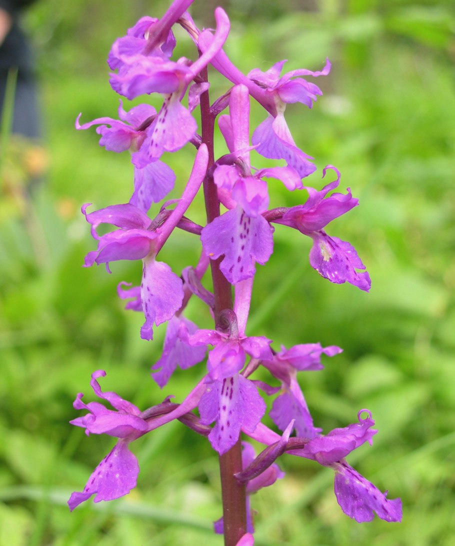 Орхидея ятрышник пурпурный