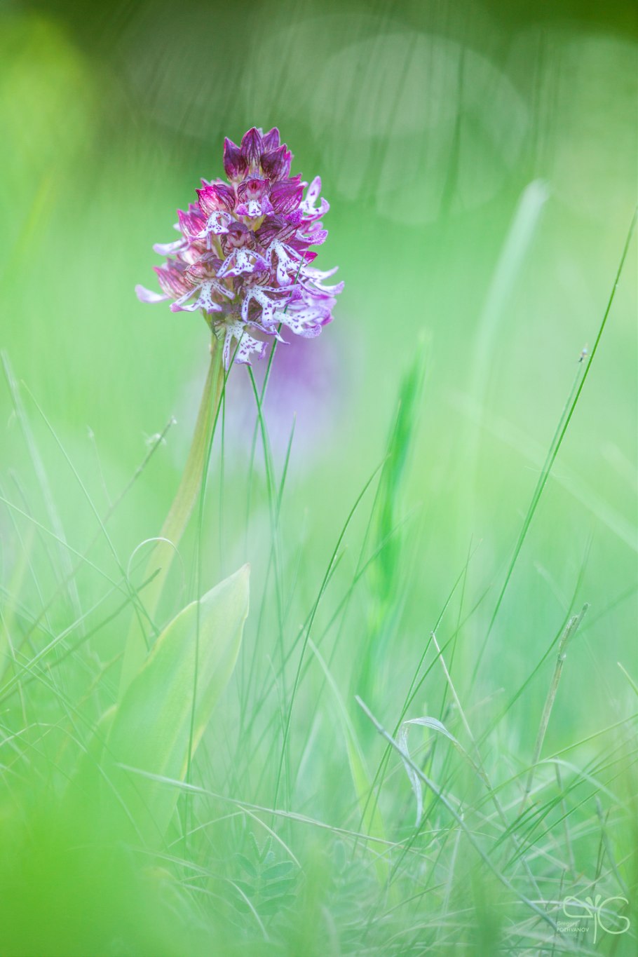 Пурпурный ятрышник 4к