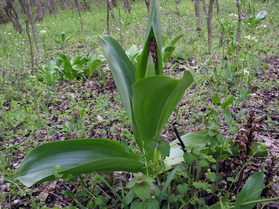 Orchis purpurea