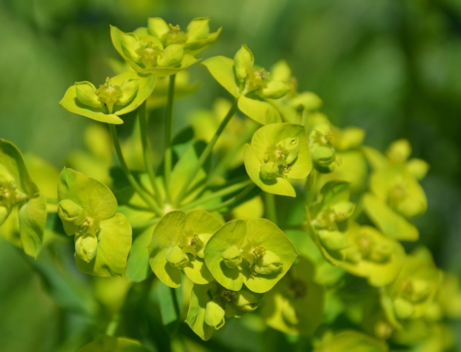 Молочай лозный (Euphorbia virgata)