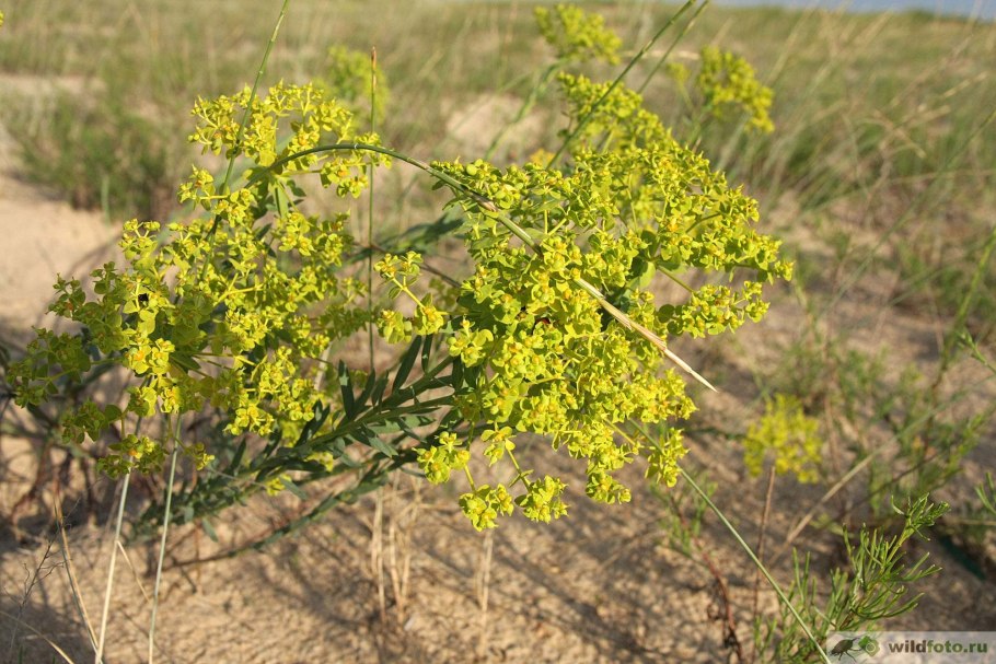 Молочай Сарептский
