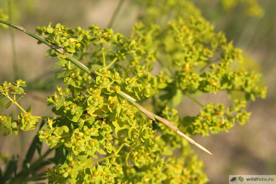 Молочай тонкостебельный