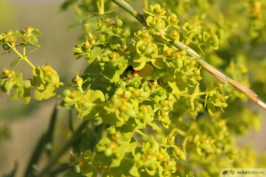 Молочай Северный