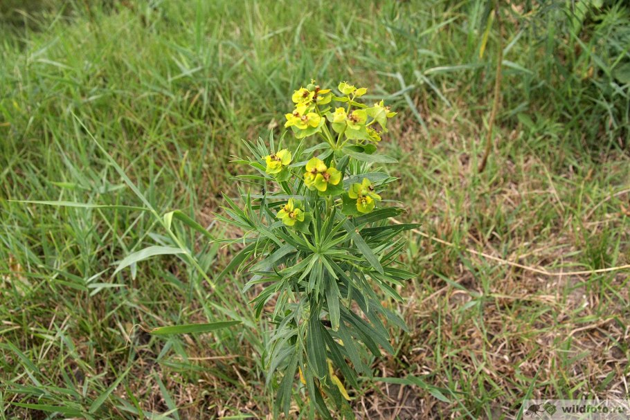 Euphorbia esula