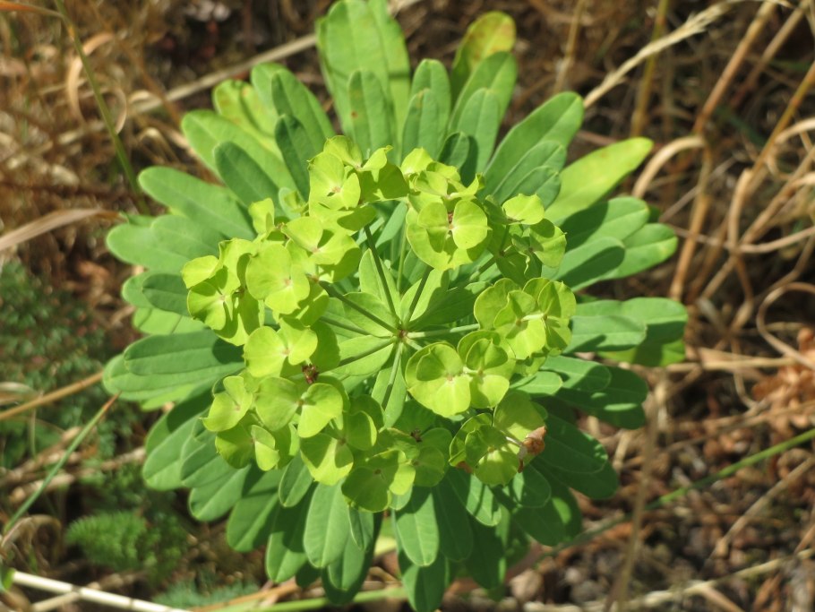 Молочай харациас