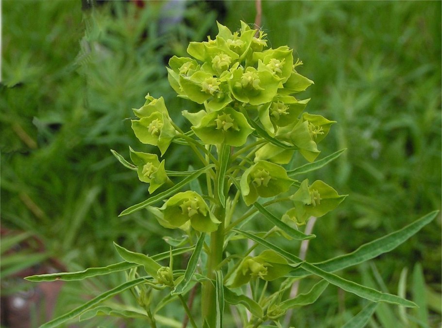 Молочай Жигулёвский (Euphorbia zhiguliensis)