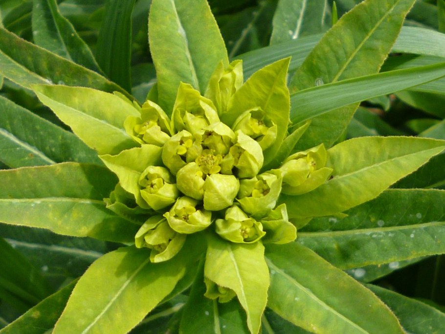 Молочай палласа фишера