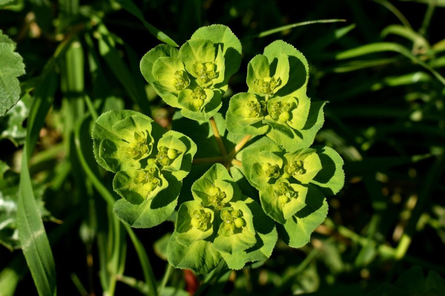 Euphorbia esula