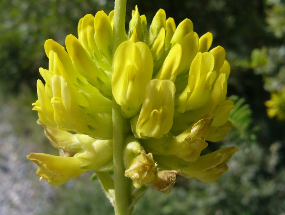 Астрагал растение