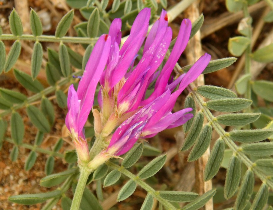 Астрагале шерстолистом