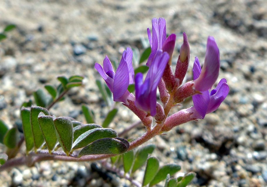 Астрагал серпоплодный
