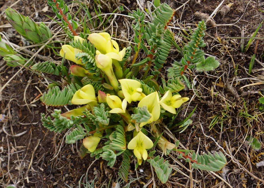 Astragalus longipetalus