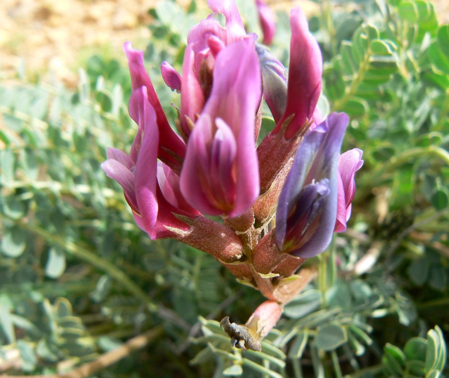 Астрагал нутовый, хлопунец