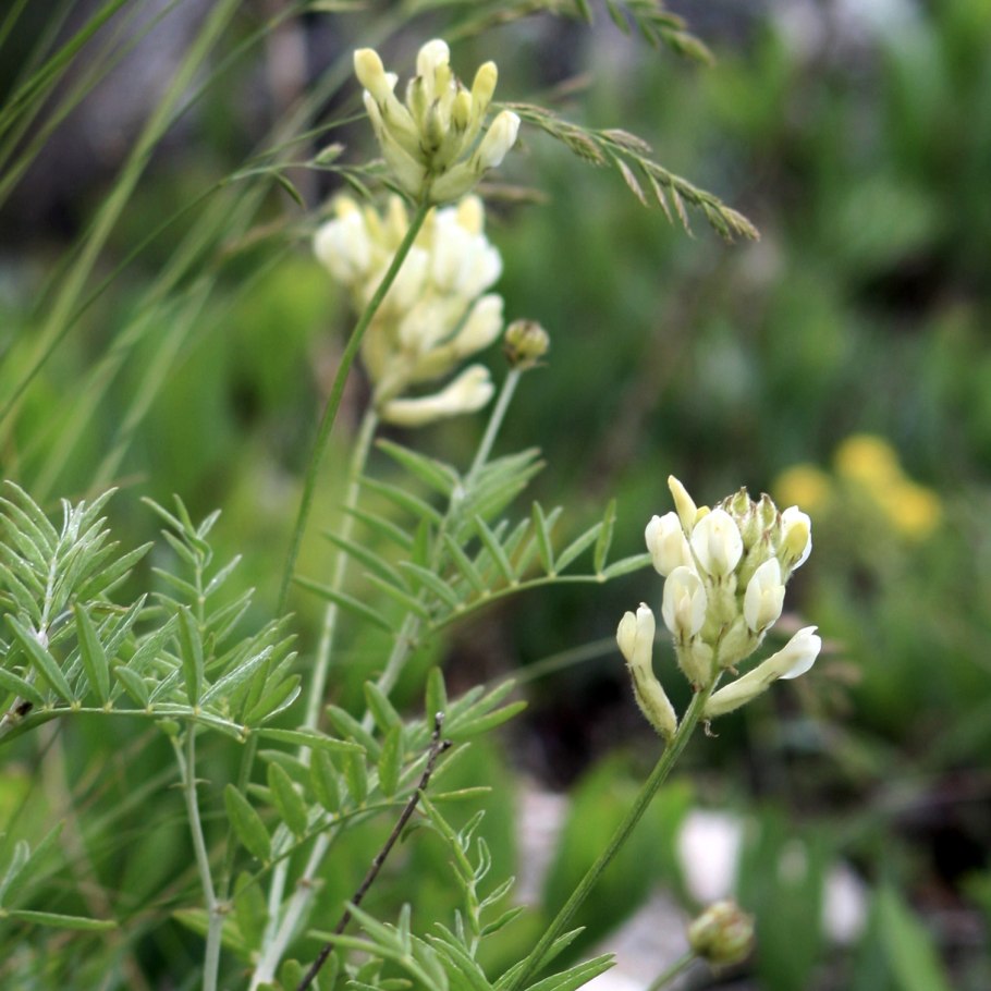 Астрагал цингера