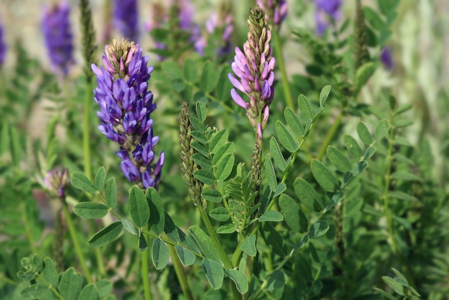 Астрагал густоветвистый