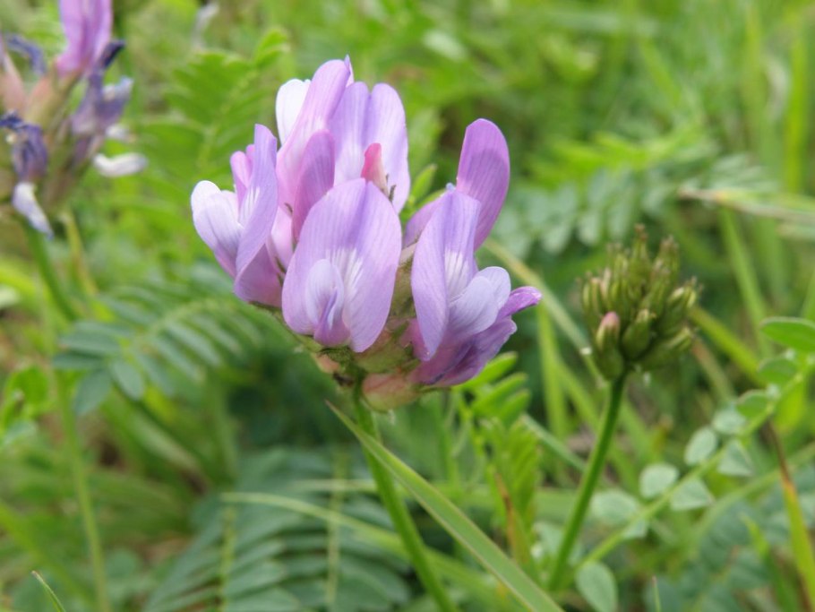 Астрагал солодокислый