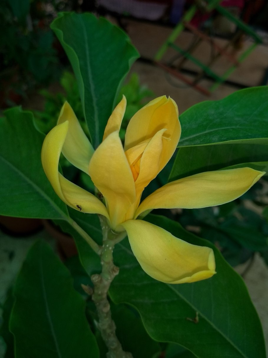 Магнолия оранжевая